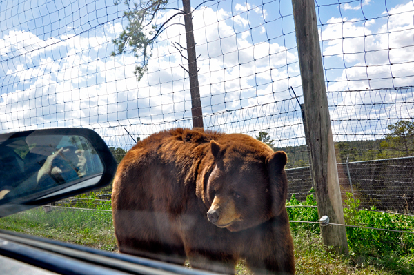 Bear and Karen Duquette in the mirror